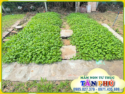 Vườn của bé